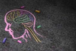 chalk drawing of human brain on sidewalk