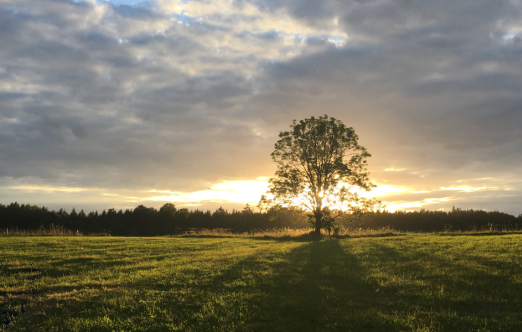 A solitary tree stands in a vast grassy field, silhouetted against a dramatic sunset sky with scattered clouds and rays of light breaking through.